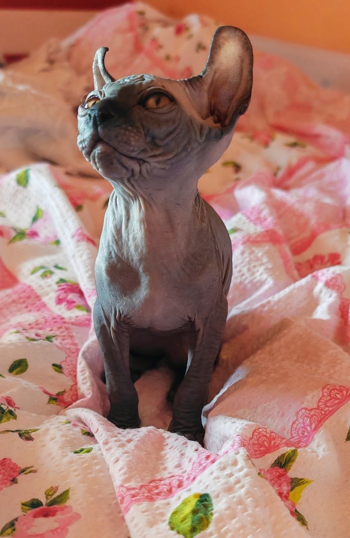 Sphynx Canadian Elf kater 3 Monate! Sphynx Canadian Elf kater 3 Monate!