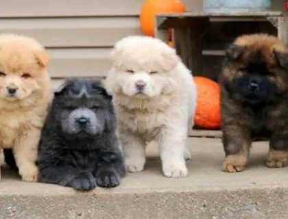 CHOW CHOW--