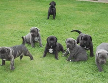 Wunderschöne Cane Corso welpen