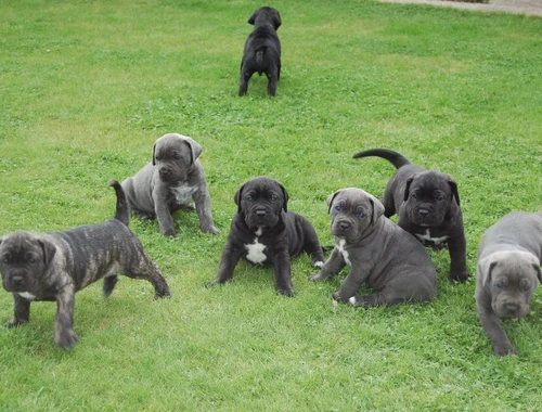 Wunderschöne Cane Corso welpen