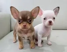 MINI chihuahua-WHATSAPP:+4368120945824