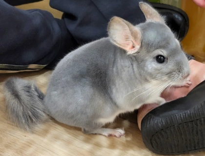 Junges Blue Diamond Chinchilla Böckchen handzahm mit Zubehör