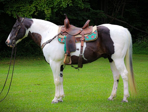 STARK SCHWARZ-WEISSER TOBIANO PAINT-HORSE WALLACH