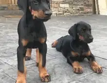 Süße Dobermann-WHATSAPP..+4915217519768