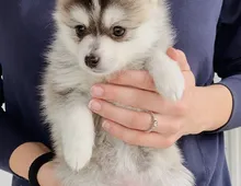 POMSKY-WHATSAPP..+4915217519768