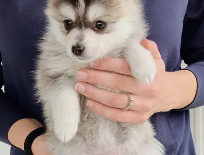 POMSKY-WHATSAPP..+4915217519768