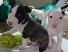 Mini Bull Terrier welpen