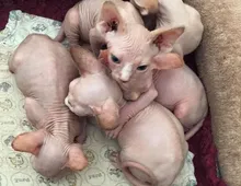 Süße Sphynxkatze-WHATSAPP: +4368120926227