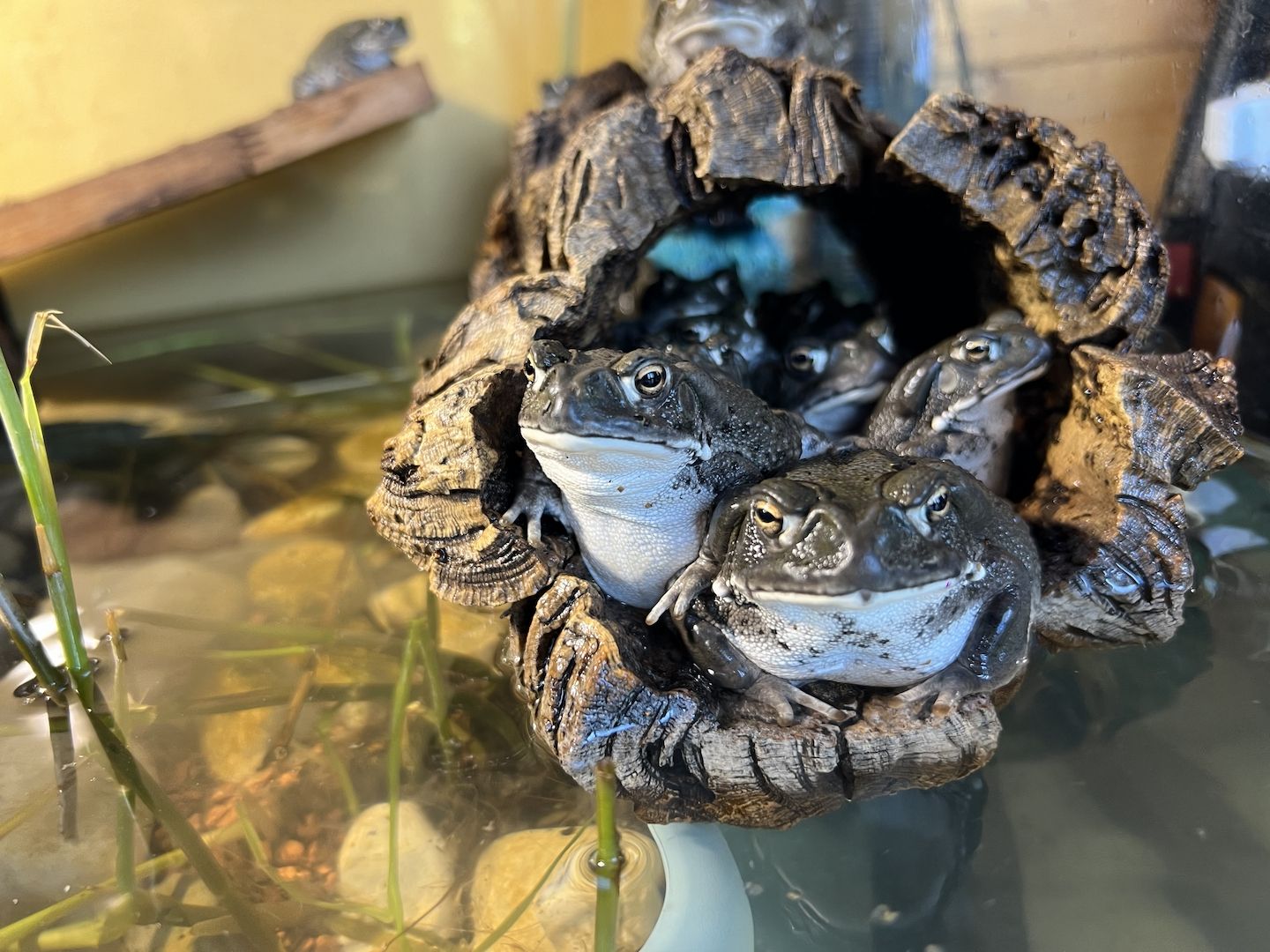 Coloradokröte, Bufo Alvarius, Sonoran Desert Toad