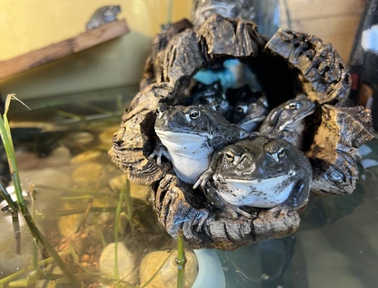 Coloradokröte, Bufo Alvarius, Sonoran Desert Toad