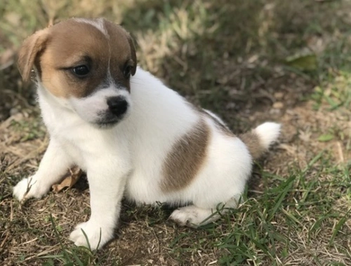 Erhältlich Jack-Russell-Terrier mit Papieren whatsapp Nummer (+37069673271)