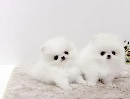 MINI ZWERGSPITZ POMERANIAN  BOO WELPEN Whatsapp Nummer (+37069673271)