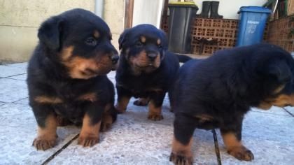 Schöner Rottweiler Welpe abzugeben Schöner Rottweiler Welpe abzugeben