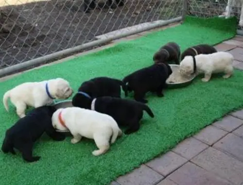 Reinrassige Labrador welpen mit Ahnentafel.