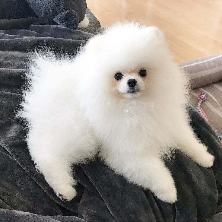Süsse Pomeranian Welpen suchen ein Zuhause