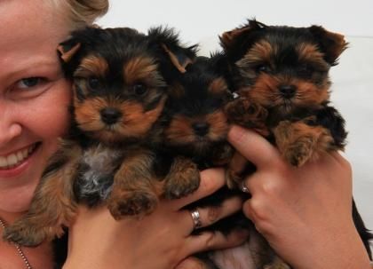 Yorkshire Terrier 12 Wochen mit Papieren Yorkshire Terrier 12 Wochen mit Papieren