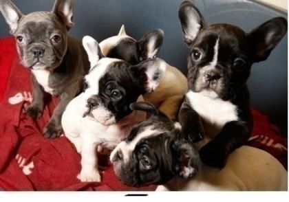 Exclusive Französische Bulldogge, Welpen Exclusive Französische Bulldogge, Welpen