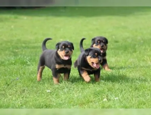 Reinrassiges Rottweiler welpen