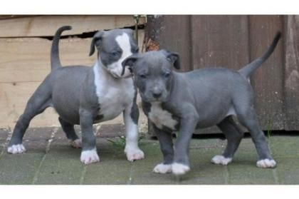 American Pitbull Welpen mit Stammbaum American Pitbull Welpen mit Stammbaum