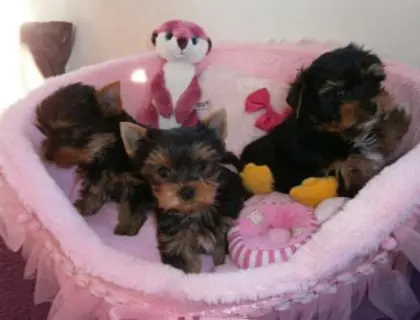 S?sse Mini Yorkshire Terrier Welpen