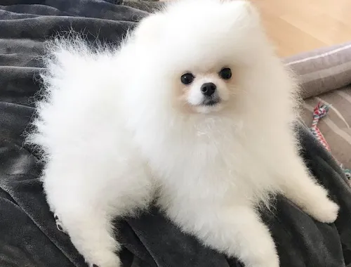 Reinrassige Pomeranian Zwergspitz Welpen