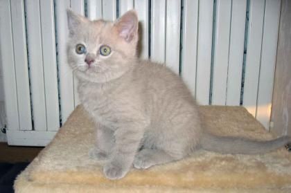BKH Britisch Kurzhaar Katzen mit Stammbaum