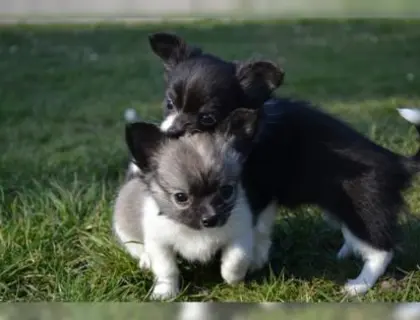 Bildhübsche Chihuahua Welpen mit FCI Papiere