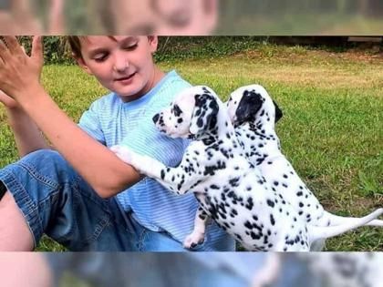 Typvolle Dalmatiner Welpen mit Papieren