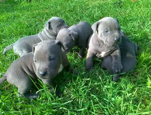 American Pitbull Welpen mit Stammbaum .