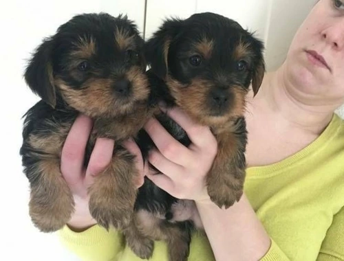 Yorkshire Terrier 12 Wochen mit Papieren ..