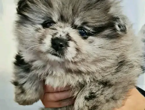 MINI POMERANIAN ZWERGSPITZ BOO WELPEN ZUM VERSCHENKEN,,