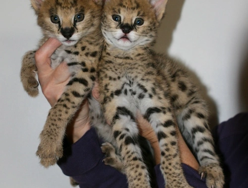 Zwei Serval Kitten abzugeben