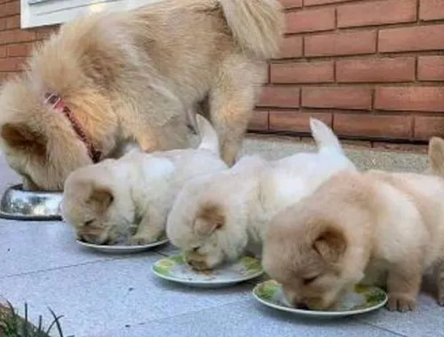 Entzückende Chow-Chow-Welpen ,