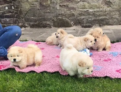 Chow Chow Welpen 4 Jungs und 3 Mädchen mit papieren.