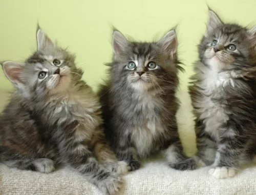 Maine Coon Babys Kitten mit Papieren zu verkaufen