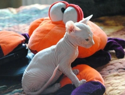 Süße Sphynxkatze-