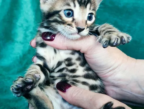 Reinrassige Bengal Kitten .