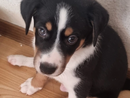 Border Collie Dalmatiner Appenzeller Welpen