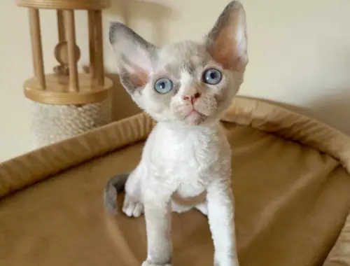 Männliche und weibliche Devon Rex-Kätzchen