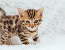 Reinrassige Bengal Kitten