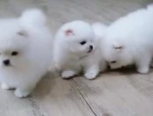 Erhältlich Mini Zwergspitz Pomeranian BOO welpen mit Papieren whatsapp Nummer (+37069673271)