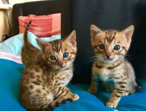 Männliche und weibliche Bengal kätzchen .