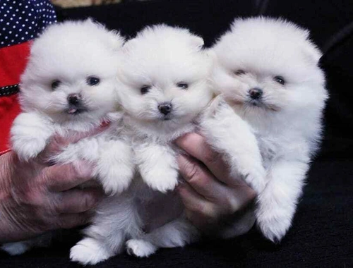 Erhältlich MINI Zwergspitz Pomeranian Welpen mit papieren,,