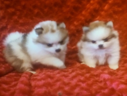 MINI POMERANIAN ZWERGSPITZ BOO WELPEN