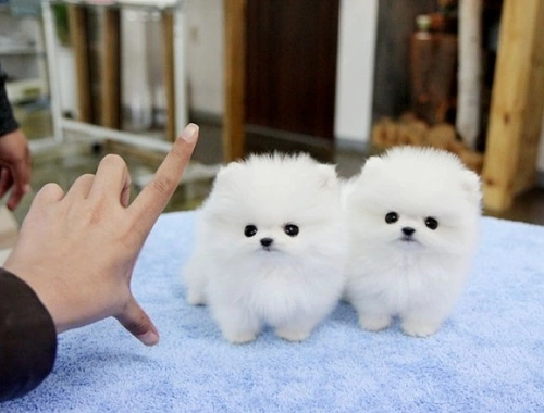 Mini Zwergspitz Pomeranian BOO welpen mit Papieren,