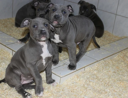 American Blue-Line Pit Bull Terrier Welpen ,,..