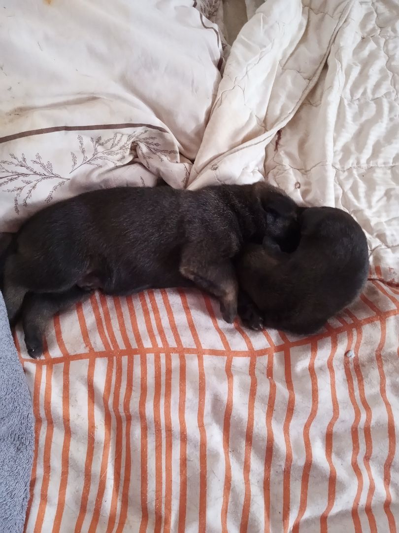 Zuckersüße Mischling Welpen