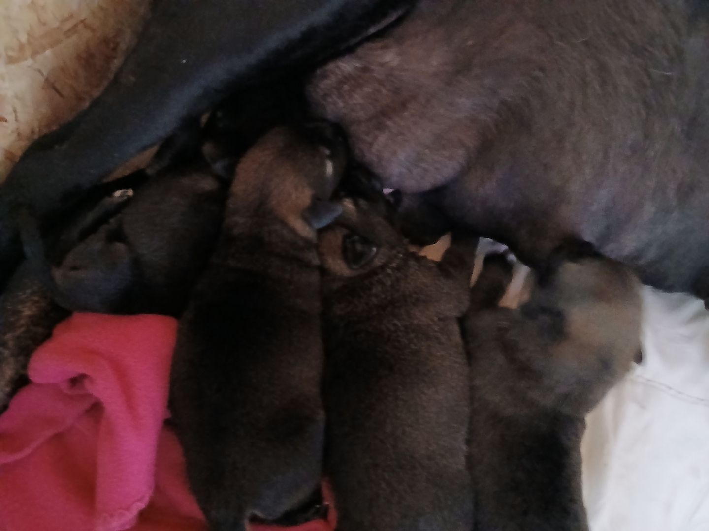 Zuckersüße Mischling Welpen