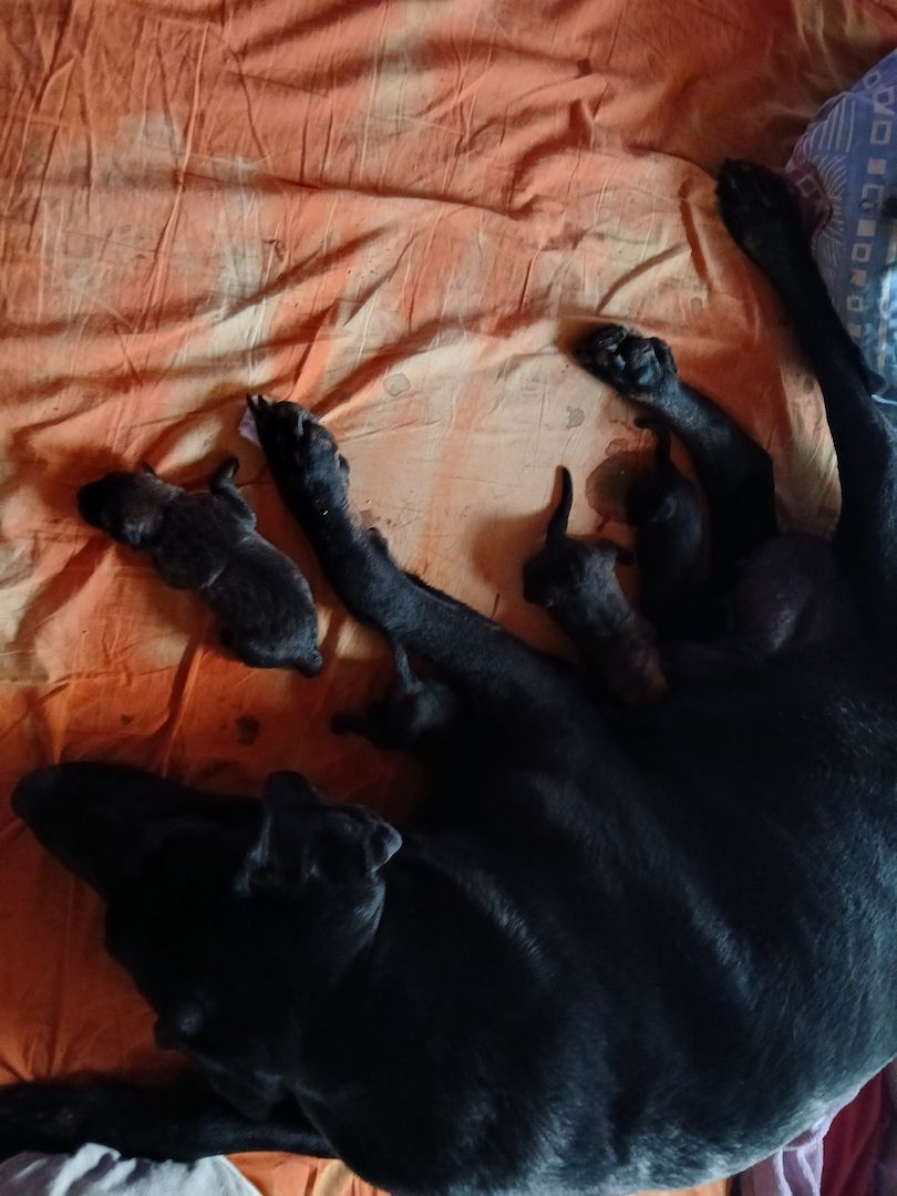 Zuckersüße Mischling Welpen