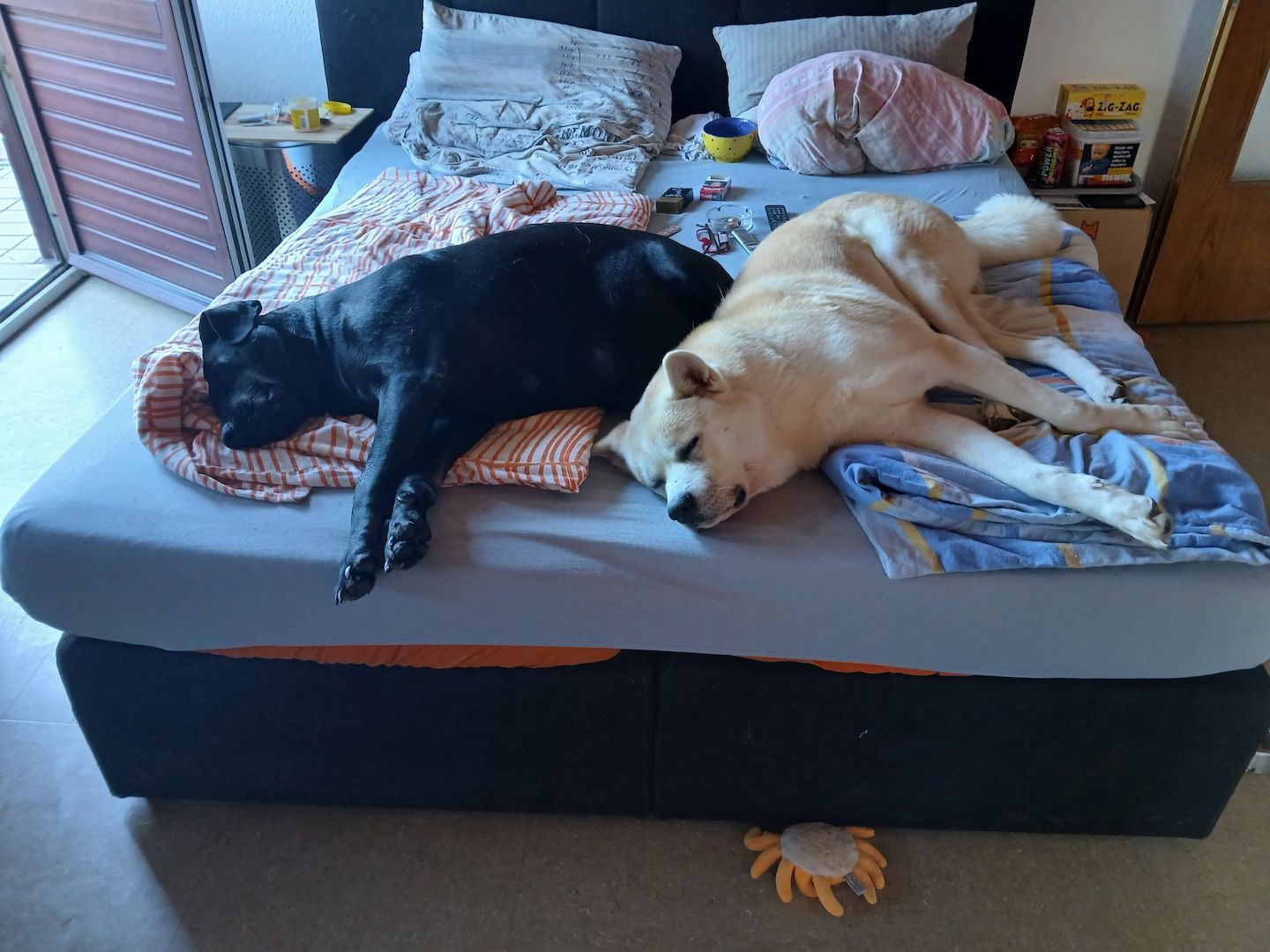 Zuckersüße Mischling Welpen